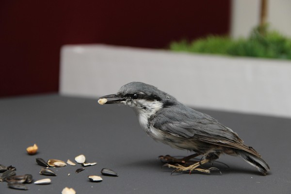 Музейная лекция «Пернатые горожане»