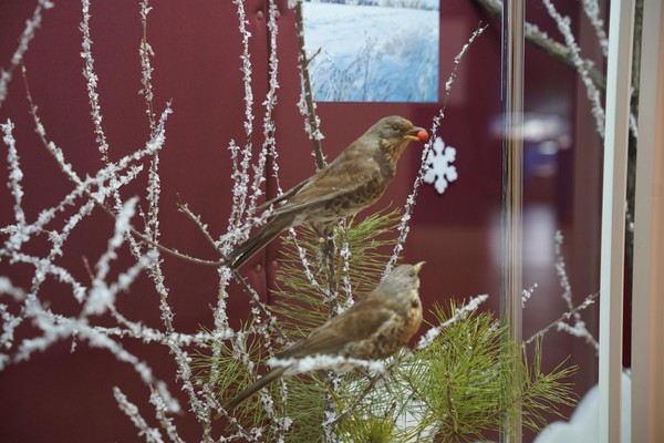 Музейная лекция «Кто остается на зиму»