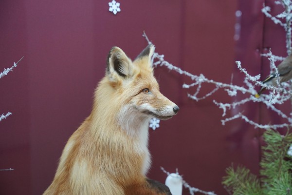 Музейная лекция «Хищники Мордовского края»