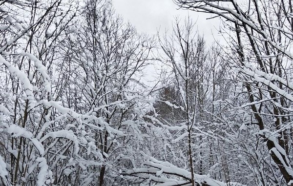 «День дикой природы: празднуем жизнь на Земле!»