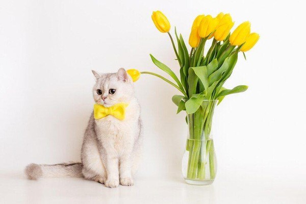 Игра-инсценировка к дню кошек «День из жизни кота»