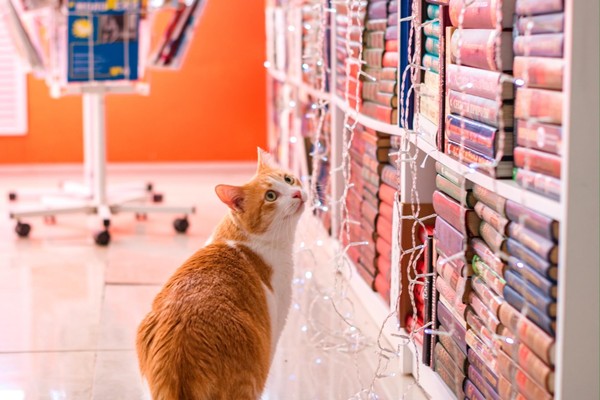 Литературное путешествие «Гуляют кошки по страницам»