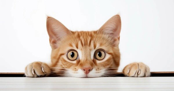 «Пушистые любимцы»