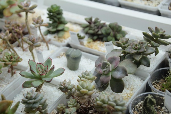 Выставка «Дарите женщинам цветы»