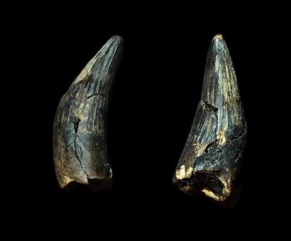 Выставка «Доисторические хищники «Курского моря». Плезиозавры, акулы и ихтиозавры»