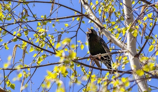 Игра-загадка «Кто весну приносит?»