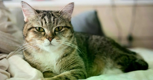 Литературный час «Кошки разные нужны, кошки всякие важны…»