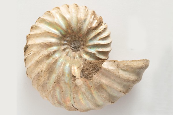 Экскурсия по выставке «Встретимся в палеозое…»