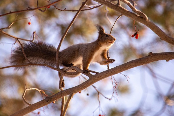 Интерактивно-тематическое занятие «Мамы в мире животных»