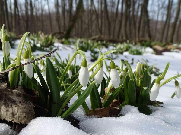 «Весенние цветы»