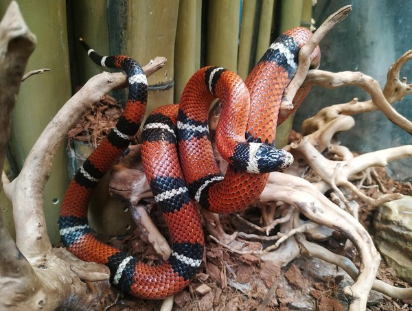 «Тематический день. Синалойская молочная змея»