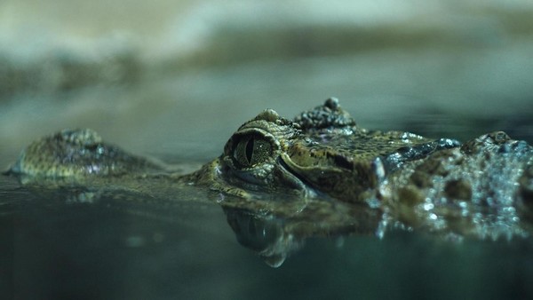 Выставка «Зоопарк фразеологизмов»