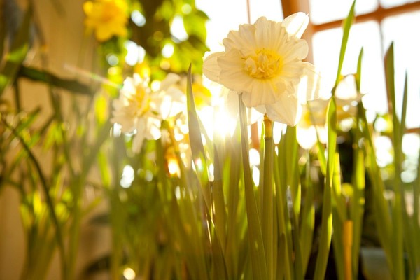 Весна в Царицынских оранжереях