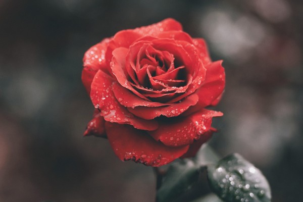 Творческая встреча «Роза в литературе: от классики до современности»