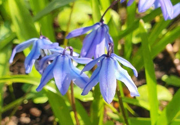 Творческая мастерская «Цветущая весна»