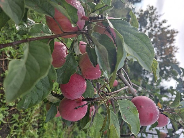 Встреча клуба «Каникулы садовода»