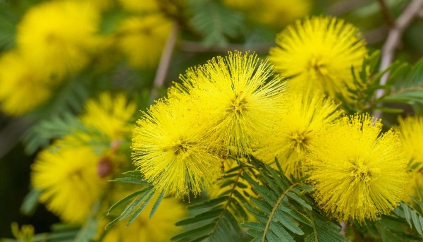Литературно-музыкальный праздник «В этот день, весной согретый, все цветы, улыбки – вам!»