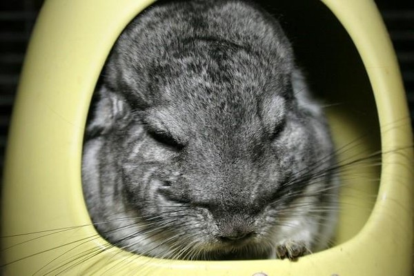 Информ-калейдоскоп «Кто как спит»