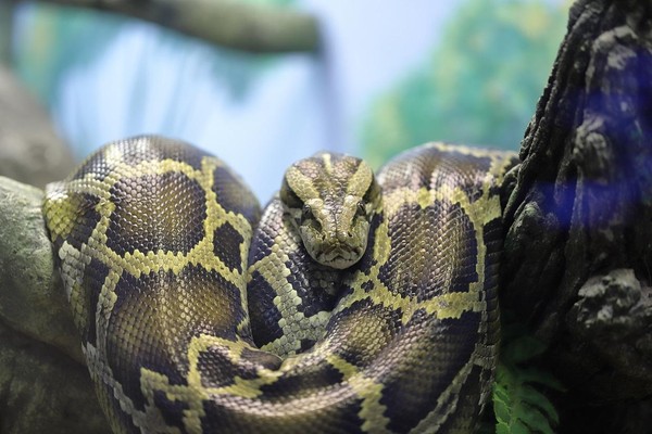 «Тайны панциря и чешуи или о тех, кого не любят». Новая экскурсия из цикла «Другой зоопарк»