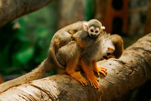 Интерактивное мероприятие «Материнская любовь в дикой природе»