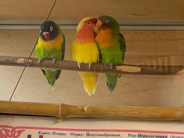 С любовью к женщине