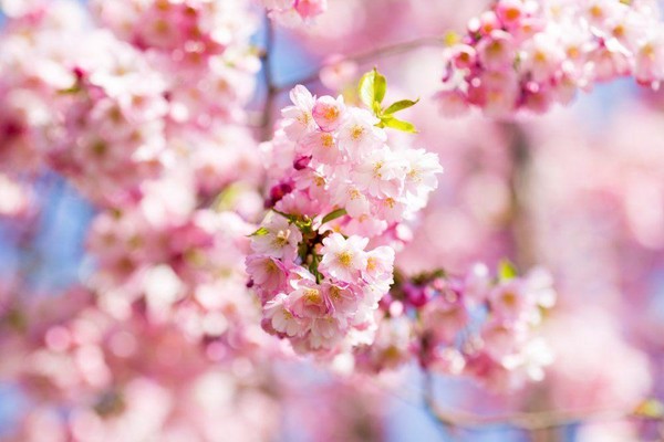 Концерт «Весенняя симфония»