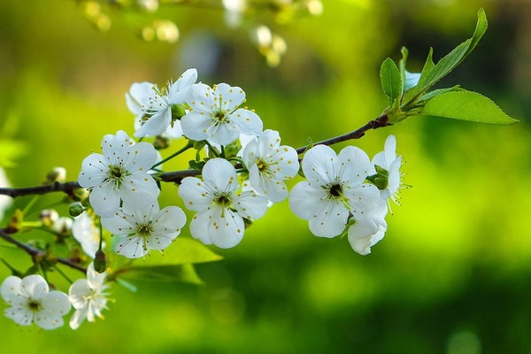 Весенние трели