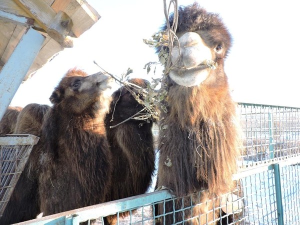 Показательные кормления