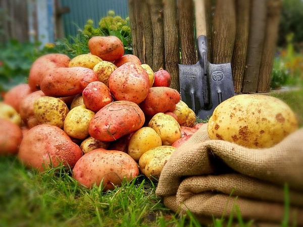 Агротехника выращивания картофеля