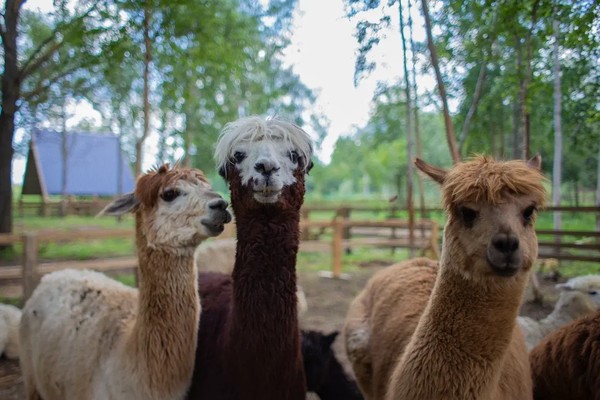 Экскурсия в выходные дни и праздники в парк альпак «Пача мама»