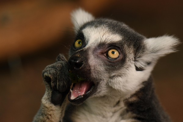 Показательные кормления питомцев зоопарка