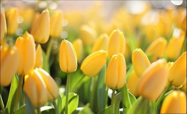 Концерт «Поздравляем наших мам»