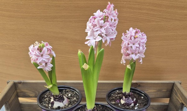 Программа «Весеннее настроение»