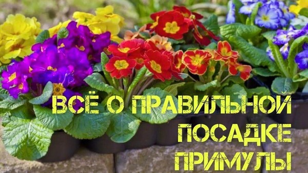 «Загадочный мир примул: техника высадки и хитрости»