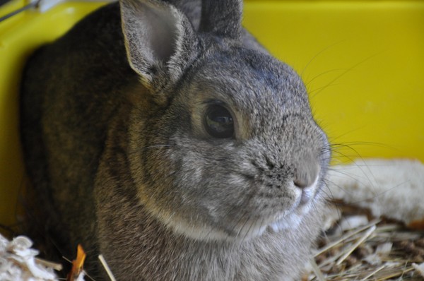 Тематическая встреча «Животное дня»