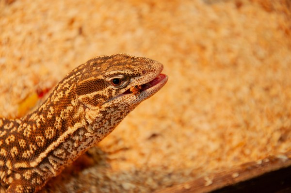 Интерактив «Ням-ням шоу»