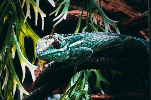 Хамелеоны. Интерактивное знакомство с экзотическими животными