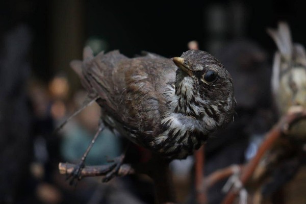 Музейное занятие «Чей клюв лучше?»