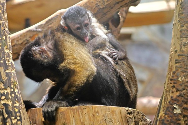 Международный женский день в Ленинградском зоопарке