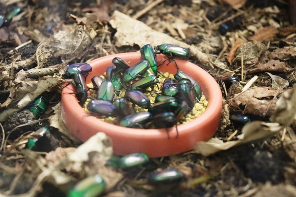Экскурсия в отделе беспозвоночных