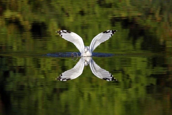 «Оперенье синей птицы»