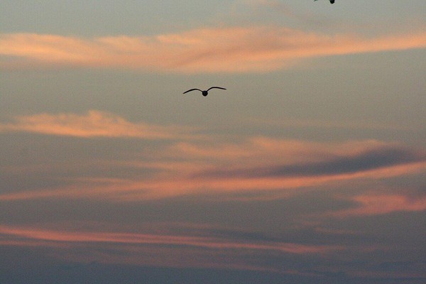 Игра-викторина «Птичий мир»