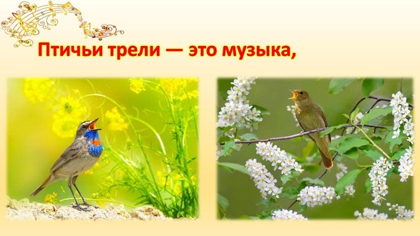 Познавательная страничка«Птичьи трели»