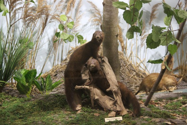 Интерактивное занятие «Природа в жизни мордовского народа»