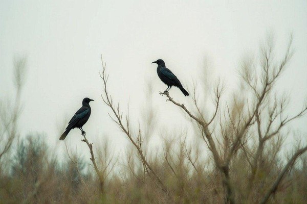 «Пернатые обитатели планеты»