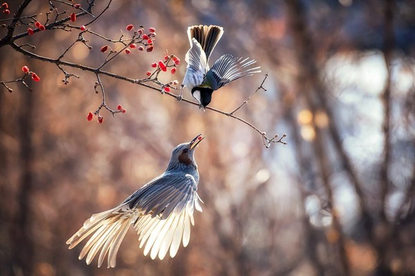«В царстве пернатых»