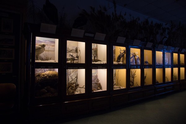 Музейный праздник «Птичий базар»