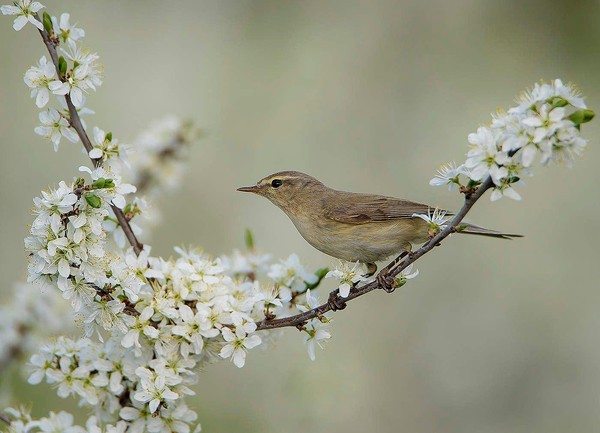 Устный журнал «Весна пришла, запели птицы»