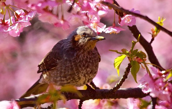 День информации «Пусть птицы трели звонкие поют»