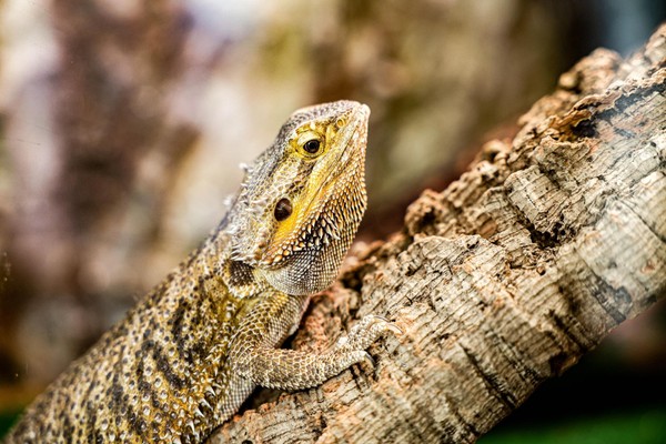 Весенние каникулы